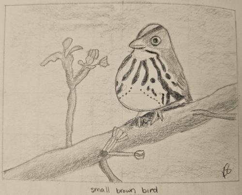 Bird Sketch